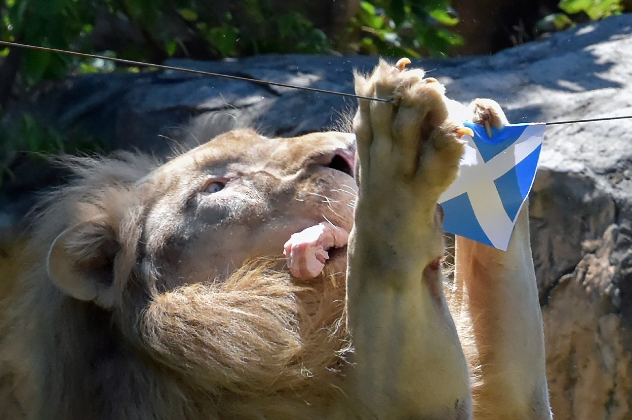 Lion thailand