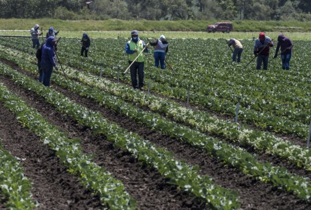Judge blocks debt relief program for farmers of color