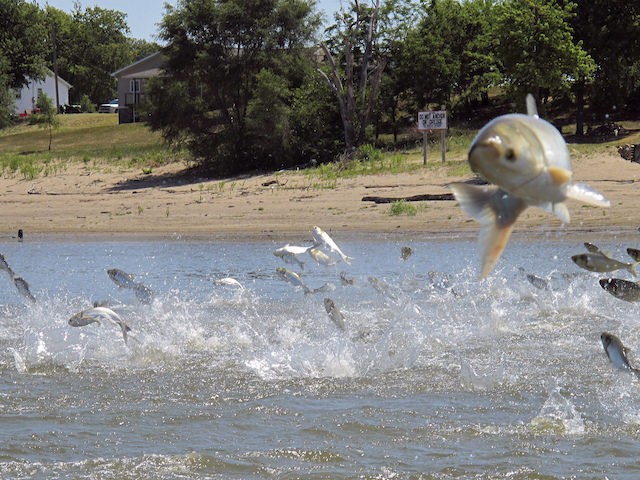 FILE - In this June 13, 2012 file photo, Asian carp, jolted by an electric current from a