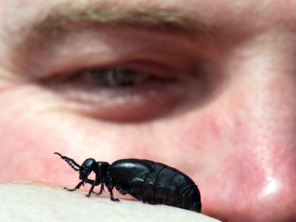 PLYMOUTH, ENGLAND - MARCH 24: Buglife's Vice President Nick Baker looks at a oil beetle as part of the first ever nationwide survey to map the location of the threatened and creatures on March 24, 2011 in near Plymouth, England. Often found on the coast, and particularly in the south …
