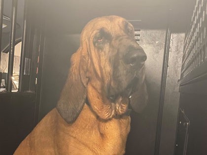 Bloodhound/Lee County Sheriff's Office