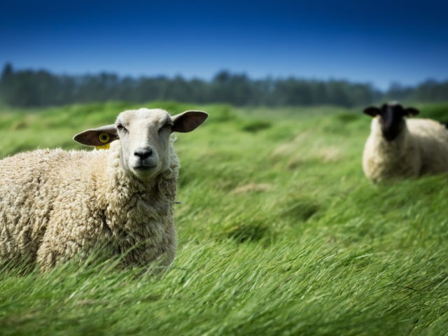 Two sheep in a meadow. One with a white head and another with a black head