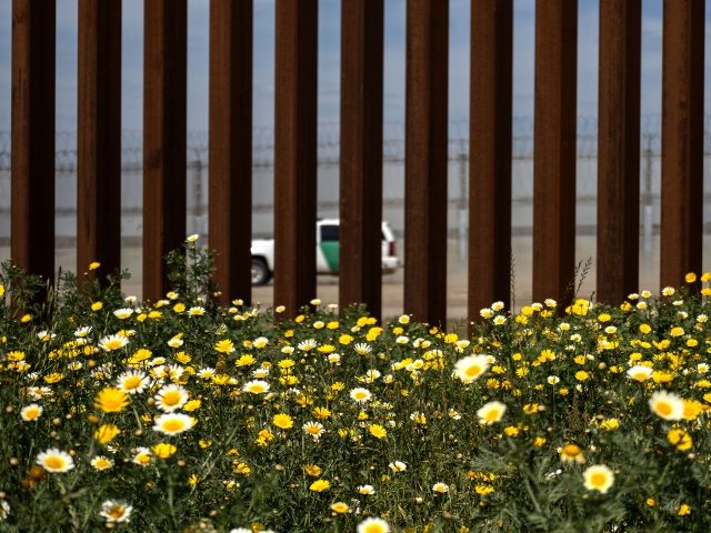Wild flowers bloom in front of the US-Mexico border fence seen from Tijuana, in Baja Calif