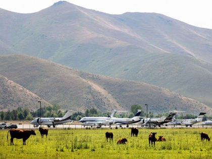 SUN VALLEY, IDAHO - JULY 05: Private Jets park alongside grazing cows at Friedman Memorial