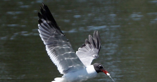 WATCH: Seagull Smacks Teen in Face During Amusement Park Ride - Vimarsana News
