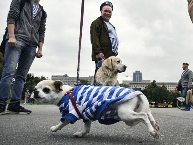 A dog dressed in a Russian airborne stripped vest runs as veterans celebrate the Paratroop