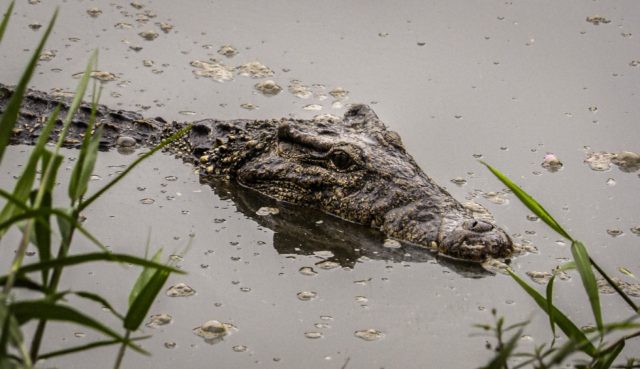 The Cuban crocodile is listed as "critically endangered," with just a few thousand specime