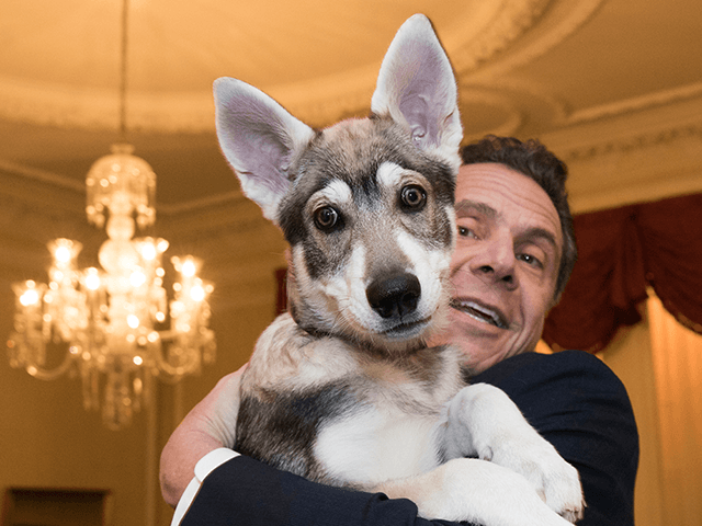 In this Feb. 12, 2018 photo provided by the Office of Gov. Andrew Cuomo, the governor holds his new dog "Captain" during a conference of mayors in Albany, N.Y. The 14-week dog is a Siberian-shepherd mix, with some Malamute thrown in. (Mike Groll/Office of Governor Andrew M. Cuomo via AP)