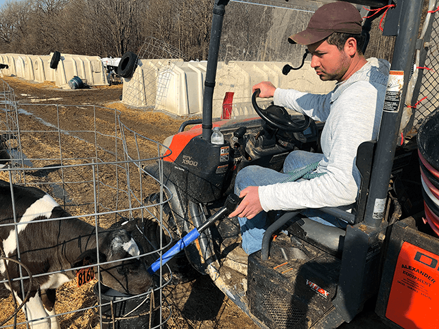 In this Wednesday, March 20, 2019 photo, Ismael Castellanos feeds calves on a the dairy farm where he works, in Bethany, New York . A renewed push around the country to let immigrants here illegally get driver's licenses resonates on the farms and orchards of upstate New York. Castellanos says he feels isolated and that trips to town to buy groceries can cost $40. (AP Photo/ Michael Hill)