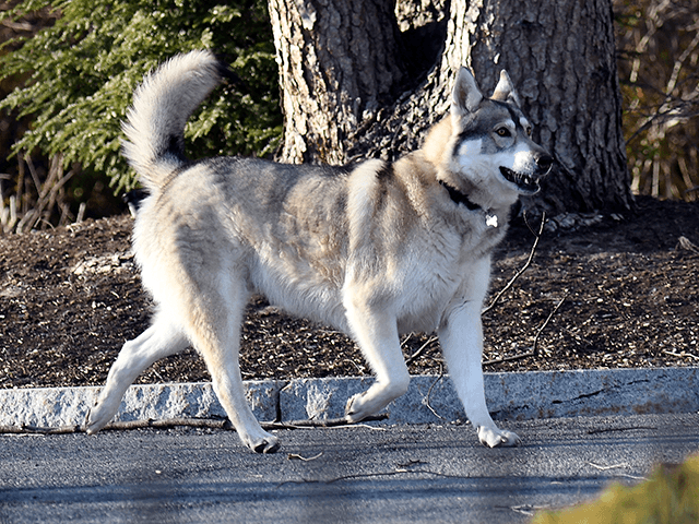 New York's First Dog Captain a Siberian-Shepherd-Malamute is seen walking at the New York State Executive Mansion, Sunday, March 14, 2021, in Albany, N.Y. (AP Photo/Hans Pennink)