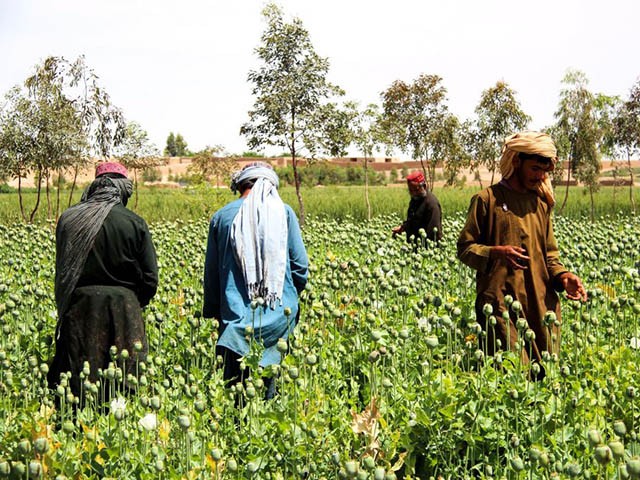 In this photograph taken on April 13, 2019, Afghan farmers harvest opium sap from a poppy field in the Gereshk district of Helmand province. - Afghanistan is the world's top grower of opium, and the crop accounts for hundreds of thousands of jobs. (Photo by NOOR MOHAMMAD / AFP) (Photo credit should read NOOR MOHAMMAD/AFP via Getty Images)