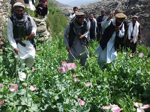 Afghanistan policemen destroy poppy field in Alishing district in Laghman province on April 16, 2012. AFP PHOTO/ WASEEM NIKZAD (Photo credit should read WASEEM NIKZAD/AFP via Getty Images)