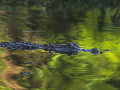 American alligator swimming through Bayou Coquille.