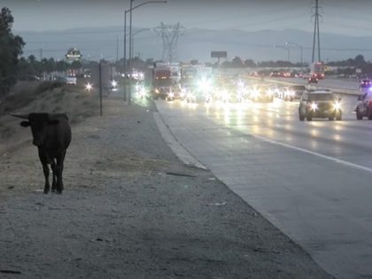 Bull on a highway in southern California. Screenshot via YouTube.