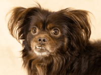 WATCH: Dog Missing for Two Years Seen on News Segment, Reunited with Family