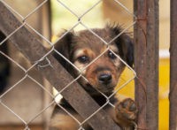 Australian Local Govt Shoots Dogs at Pound to Stop Rescuers Collecting Them During Covid