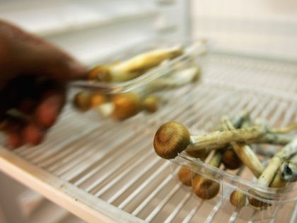 LONDON - JULY 18: A worker cleans out the last stock of mushrooms from a fridge on July 18. 2005 in London, England. The sale of fresh mushrooms has been prohibited as of today due to the reclassification of the drug to Class A. (Photo by Daniel Berehulak/Getty Images)