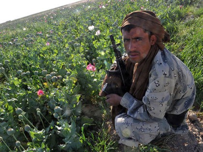 An Afghanistan Border Policeman rests in a poppy field during a patrol to secure the area near Patrol Base Torbert in Banadar corridor, Garmsher district, Helmand province, on April 19, 2011. The Marines are on a two-day effort to clean a local school from Improvised Explosive Devices (IEDs) set by …