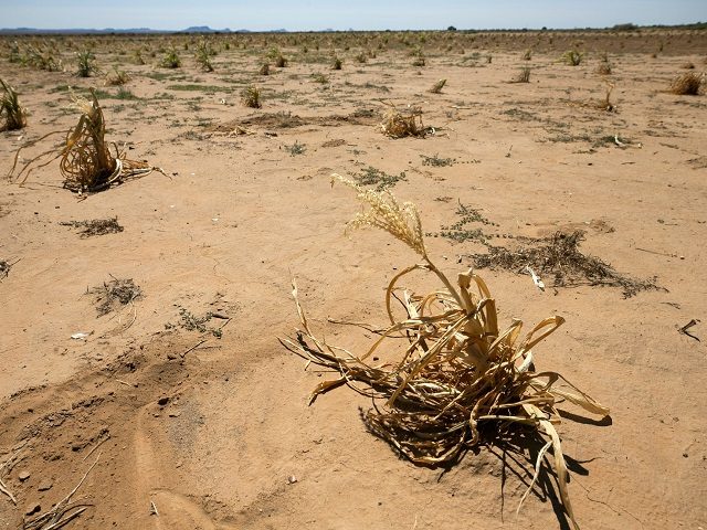 A corn plant that died before producing ears of corn remains on a field below Second Mesa on the Hopi Reservation on Sept. 10, 2020. Rising temperatures and years of drought are making traditional dryland farming more challenging for Hopi families. Hopi Water And Farming