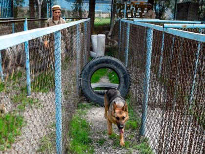 n this photo taken on April 7, 2019, an explosive detection dog goes through an obstacle d