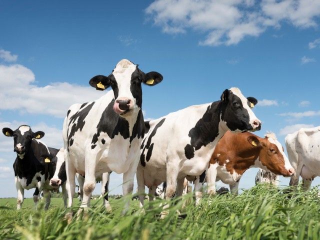 PHOTO - Cows Lead Officers to Suspect's Hiding Spot: 'Book 'Em, Elsie!' - Vimarsana News