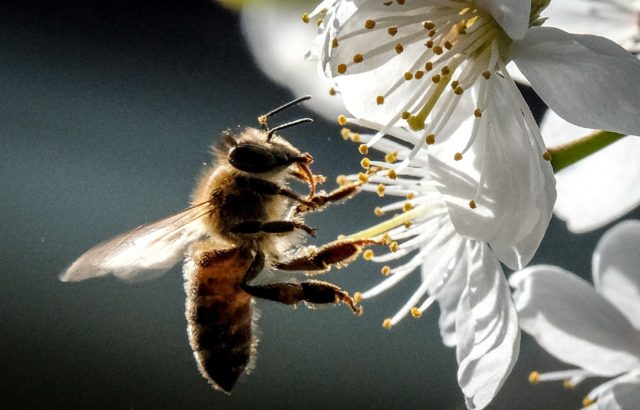 For people everywhere, dwindling pollinator populations has potentially devastating conseq