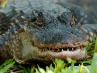 VIDEO — Nope!: Florida Woman Shocked to Find Massive Alligator in Her Kitchen