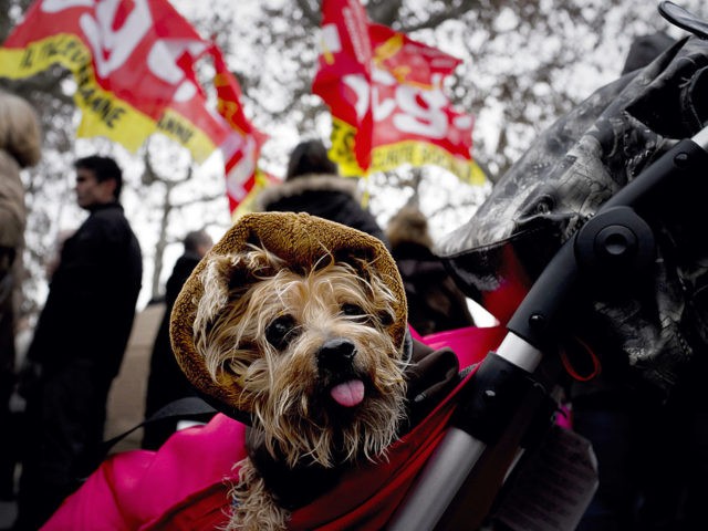 A dog sits in a baby carriage as people protest against the government's austerity measures, during a demonstration in Lyon, on December 13, 2011. This protest called by the main workers trade-unions (CGT, CFDT, FSU, Solidaires and Unsa) takes place after the government's second plan and after the euro area …