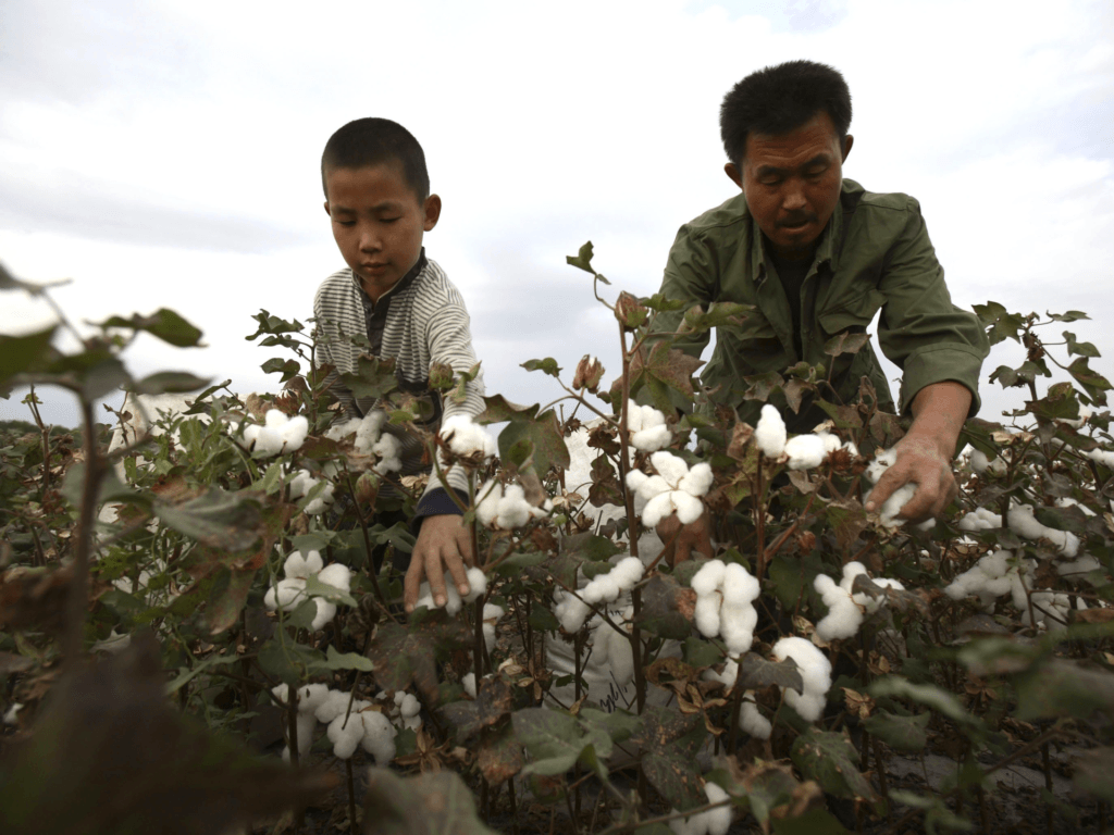 SHIHEZI, CHINA - SEPTEMBER 22: (CHINA OUT) A farmer and his son pick cotton in a cotton field on September 22, 2007 in Shihezi of Xinjiang Uygur Autonomous Region, China. About one million farmer workers from surrounding provinces travelled to Xinjiang to pick cotton. Each farmer is expected to make at least 2,000 yuan (about US$ 266) for two months work from August to November in the cotton fields. Xinjiang's cotton production is estimated to reach 2.5 million tons this year which accounts for over 30 percent of the country's total output. (Photo by China Photos/Getty Images)