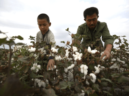 SHIHEZI, CHINA - SEPTEMBER 22: (CHINA OUT) A farmer and his son pick cotton in a cotton field on September 22, 2007 in Shihezi of Xinjiang Uygur Autonomous Region, China. About one million farmer workers from surrounding provinces travelled to Xinjiang to pick cotton. Each farmer is expected to make …