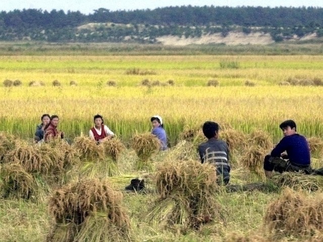 North Korean farmers take a break in rice fields in Kosong, 04 October 2001, near the North's Mount Kumgang resort town, which has been open to South Korean tourists as part of inter-Korean reconciliation events. North Korean officials have said this year's rice production will be bigger than previous years and will help ease its food shortages. But such international agencies such as the World Food Programme have also forecast North Korea's grain harvest will be the worst ever this year. AFP PHOTO (Photo by - / JOONGANG ILBO-CHOI JUNG-DONG / AFP) (Photo by -/JOONGANG ILBO-CHOI JUNG-DONG/AFP via Getty Images)