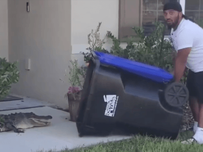 WATCH: Florida Man Captures Alligator in Garbage Can on Front Lawn (@norfphilly_geno/Instagram)
