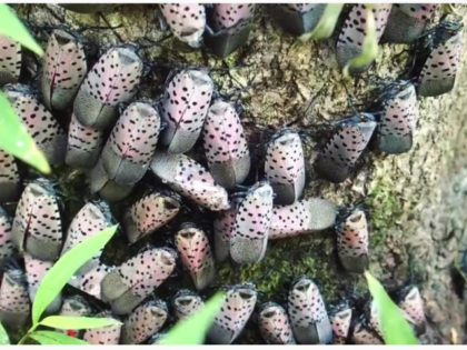 Spotted Lanternfly Infests a Tree