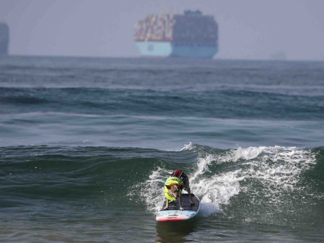 Surfing dog ships (Ringo H.W. Chiu / Associated Press)