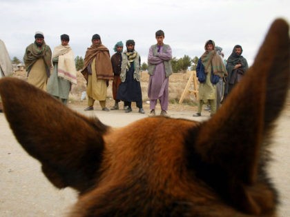 02748 12: Afghan men look at "Brit" a U.S. Marine German shepherd explosives sniffing dog March 22, 2002 as they wait for their trucks to be cleared before entering Bagram air base in Afghanistan. Trucks enter the base each day to pickup humanitarian aid as well as drop off construction …