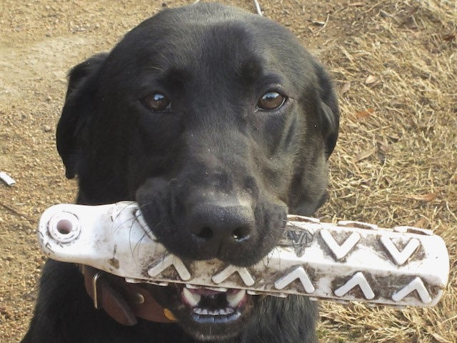 Sport, a 3-year-old black lab from the Cabin Bluff hunting resort in coastal Georgia, pose