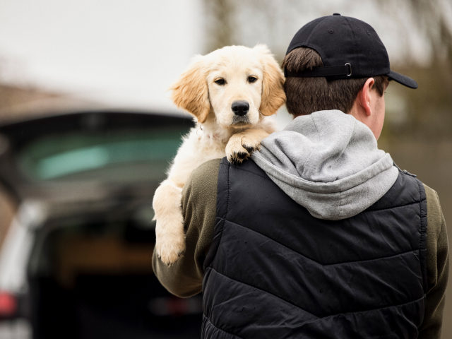 Male Criminal Stealing Or Dognapping Puppy During Health Lockdown - stock photo Male Crimi