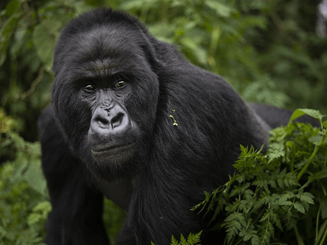 In this Sept. 2, 2019, file photo, a silverback mountain gorilla named Segasira walks in the Volcanoes National Park, Rwanda. These large vegetarian apes are generally peaceful, but as the number of family groups in a region increases, so does the frequency of gorilla family feuds, according to a new …