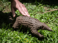 Tons of Illegal Pangolin Scales Seized in China Almost 2 Years After Wuhan Pandemic Began