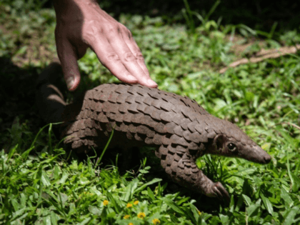 A rescued pangolin in Uganda. International trade in pangolins is illegal but its body parts have been sold on the black market for use in traditional Chinese medicine, though scientists say they have no therapeutic value