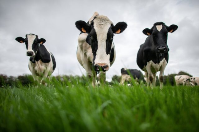 Beef was calculated to account for some 25 percent of food emissions