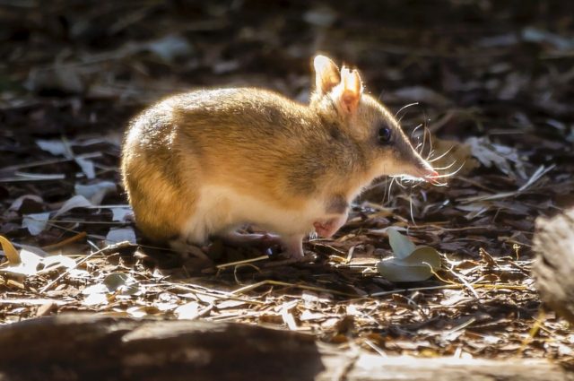 The Eastern Barred Bandicoot that once roamed the Australian mainland has been brought bac