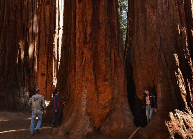 The giant sequoias of California are some of the biggest trees in the world, and a popular