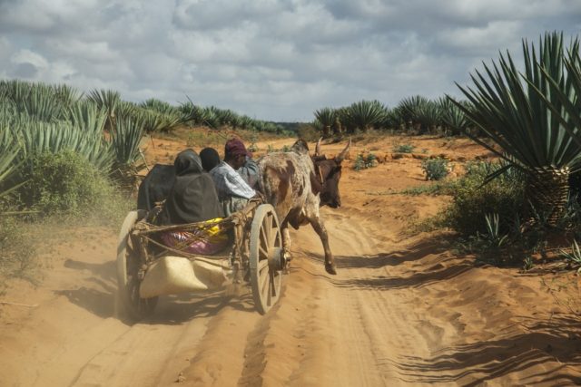 Across Madagascar's vast southern tip, drought has transformed fields into dust bowls. Mor