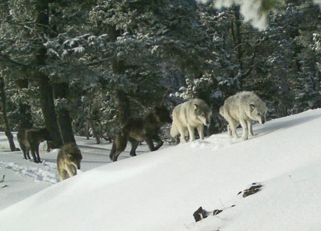Killing Wolves The Associated Press