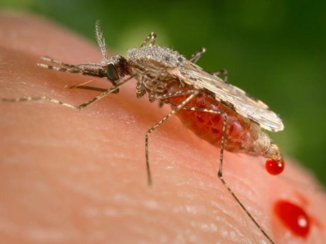 W.H.O. Approves World's First Malaria Vaccine for Use in Children - Vimarsana News