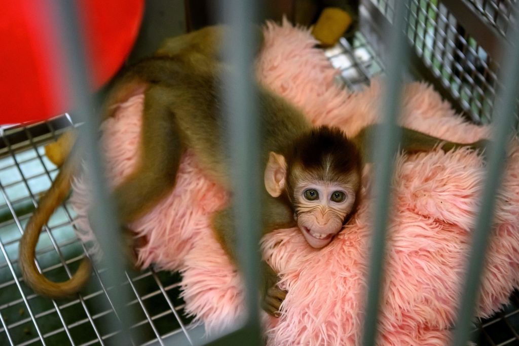 This picture taken on May 23, 2020 shows a laboratory baby monkey reacting in its cage in the breeding centre for cynomolgus macaques (longtail macaques) at the National Primate Research Center of Thailand at Chulalongkorn University in Saraburi. - After conclusive results on mice, Thai scientists from the centre have begun testing a COVID-19 novel coronavirus vaccine candidate on monkeys, the phase before human trials. (Photo by Mladen ANTONOV / AFP) (Photo by MLADEN ANTONOV/AFP via Getty Images)