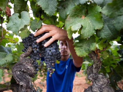 A grape picker works in the grape harvest in a vineyard in Petra on the Spanish balearic island of Mallorca on August 23, 2021. - Spain's wine producers are trying to adapt to the climate change effects, as a warmer climate advances the harvest season and makes the need for …