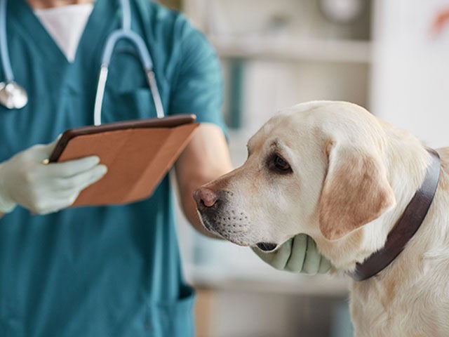 Cropped portrait of unrecognizable male veterinarian examining white Labrador dog at vet clinic, copy space
