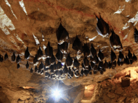 China Denies WHO Access to Bat Caves in Enshi West of Wuhan